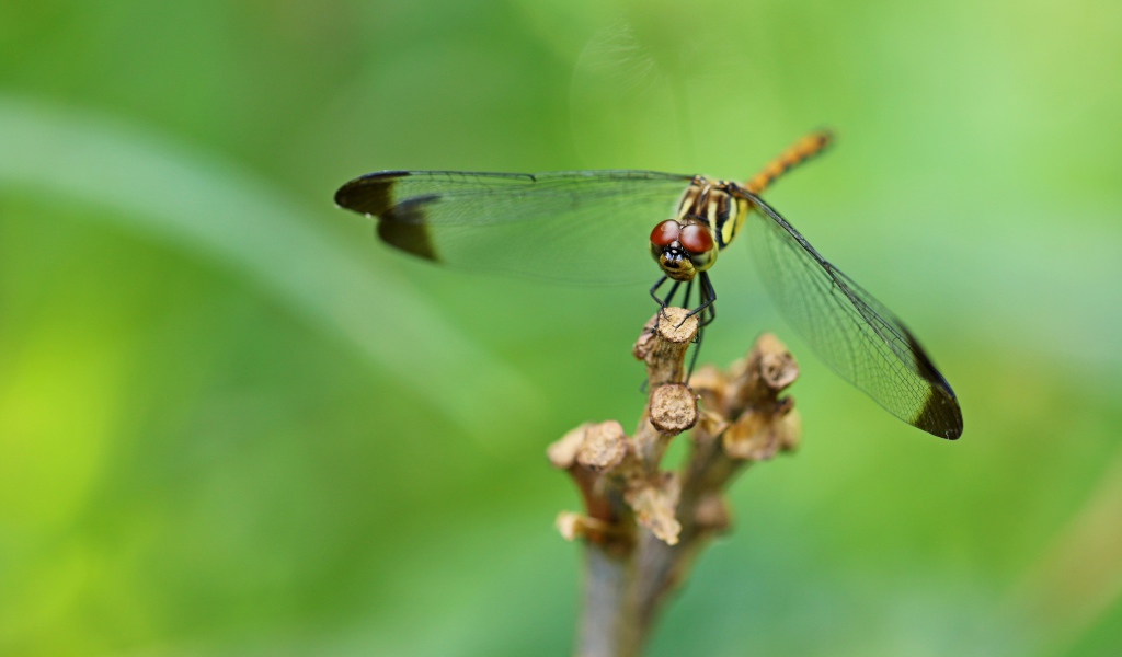 Красивая стрекоза с черными прозрачными крыльями 
