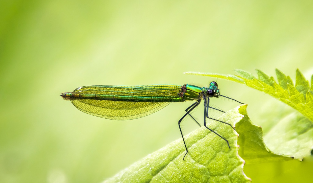 Красивая зеленая стрекоза на зеленом листе 