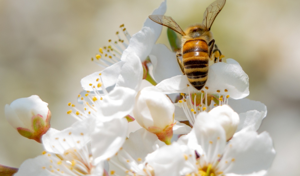 Пчела собирает нектар на цветах вишни 