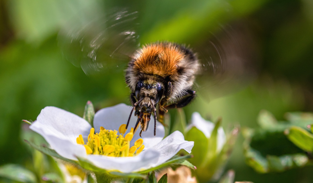 Пчела летает над белым цветком клубники 