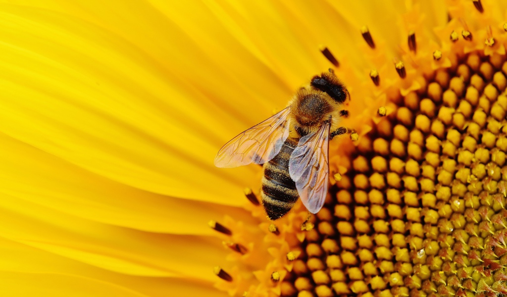 Пчела медонос сидит на цветке подсолнуха 