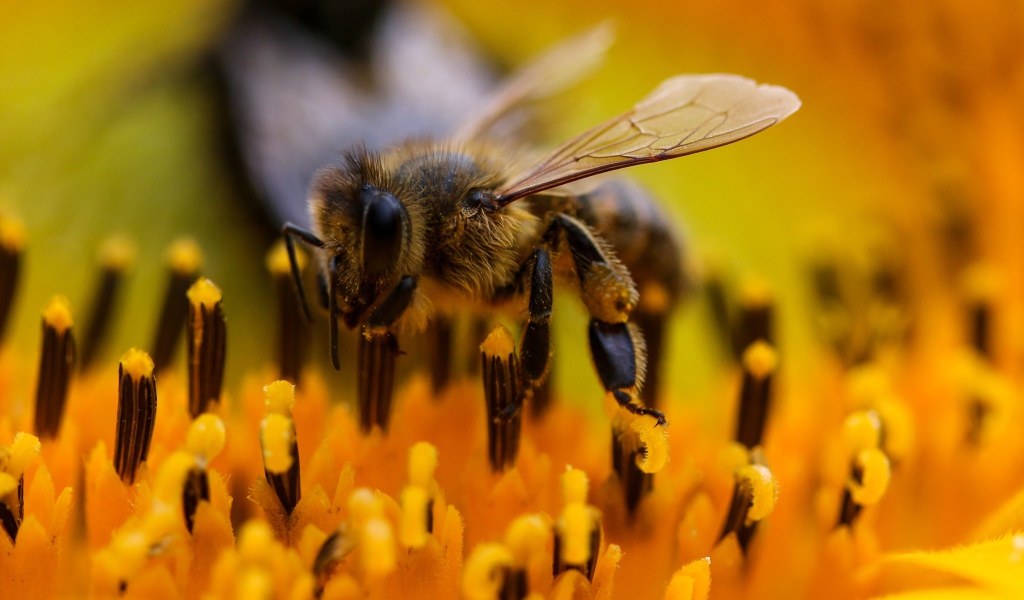 Большая пчела на цветке подсолнуха крупным планом 