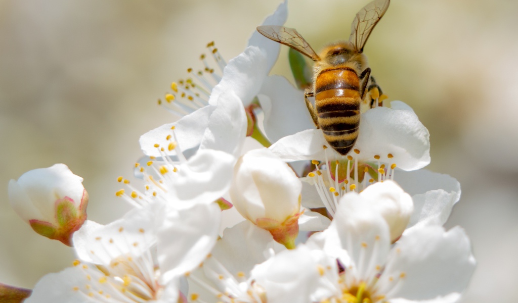 Большая пчела на белых цветах вишни 
