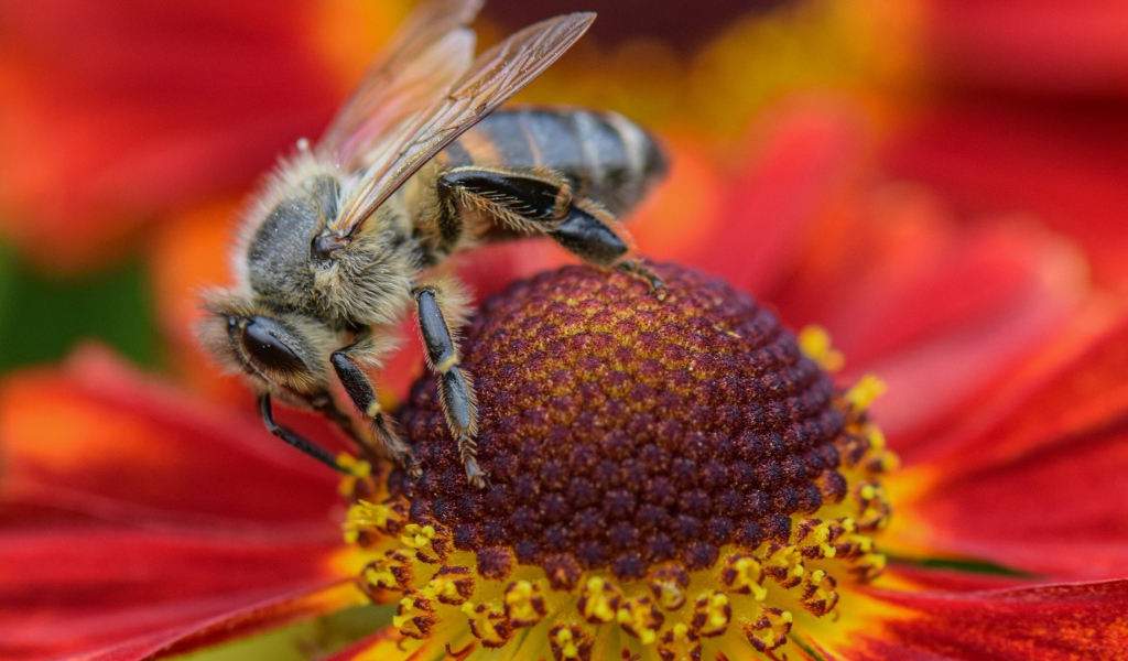 Большая пчела сидит на цветке эхинацеи 