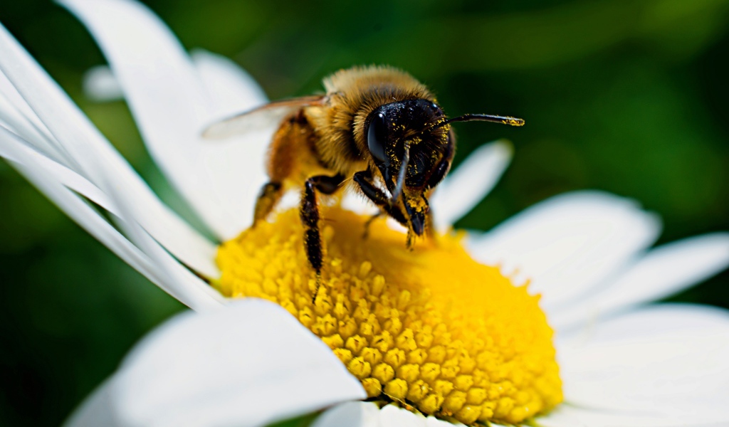 Большая пчела сидит на белом цветке ромашки