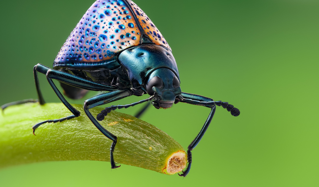 Большой жук сидит на ветке крупным планом