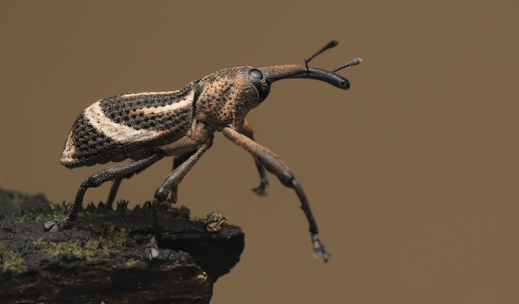 Большой жук долгоносик крупным планом