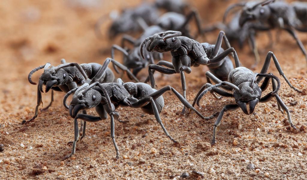 Большие черные муравьи крупным планом