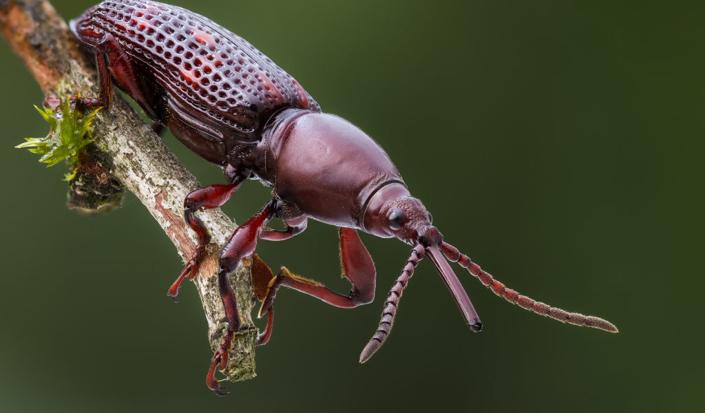 Большой коричневый жук сидит на ветке 