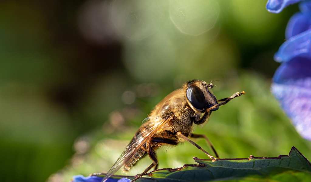 Большая цикада сидит на листе 