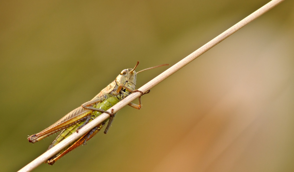 Большой зеленый кузнечик сидит на траве