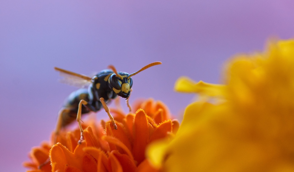 Большая желтая оса сидит на цветке
