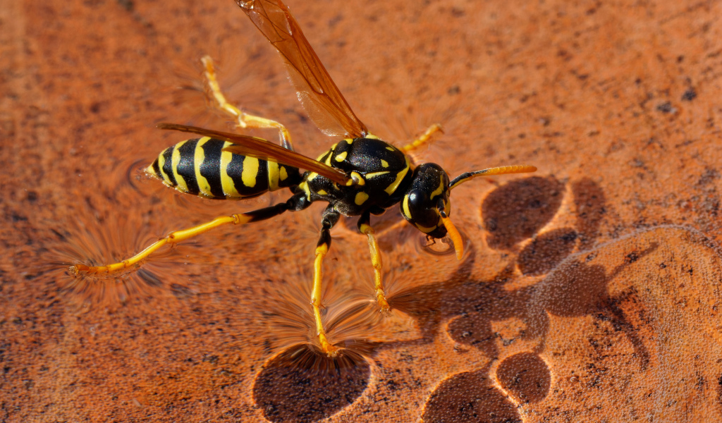 Большая желтая оса сидит на воде 