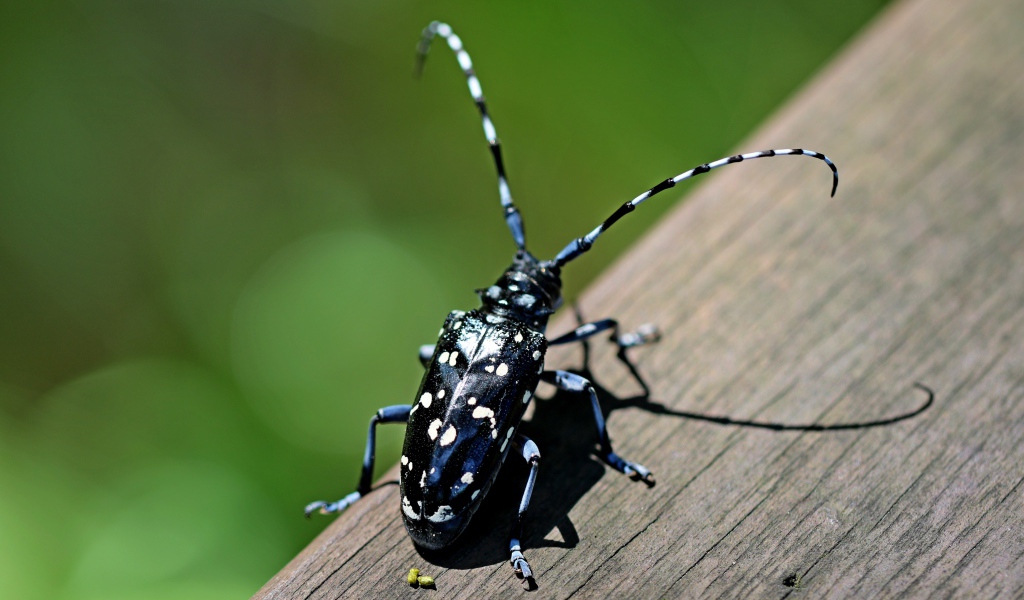 Черный жук Anoplophora chinensis на дереве 