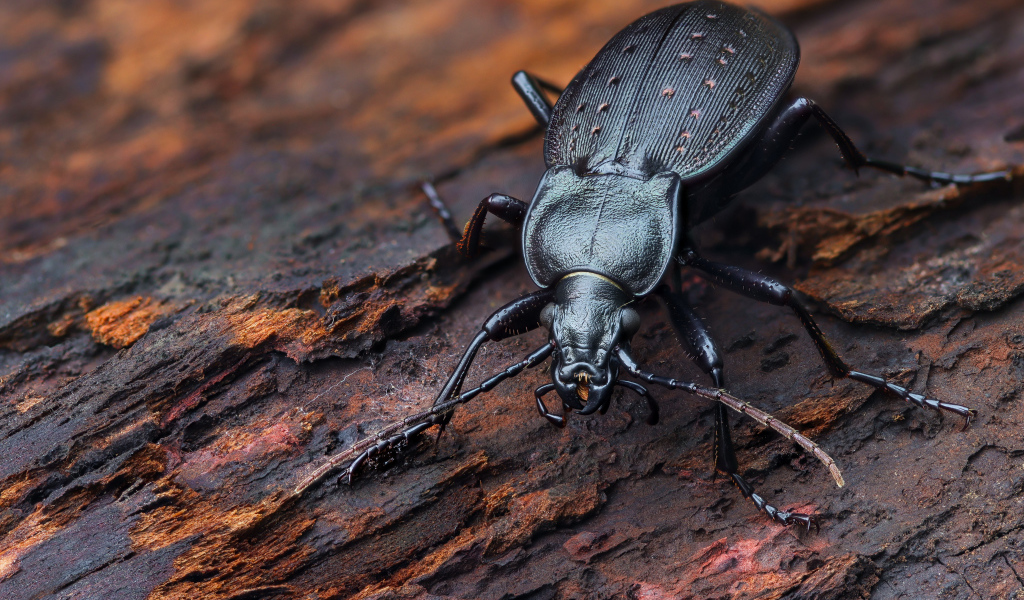 Черный жук жужелица сидит на трухлявом дереве