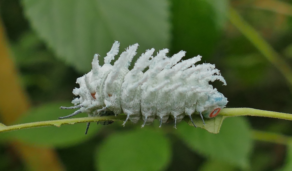 Голубая необычная гусеница