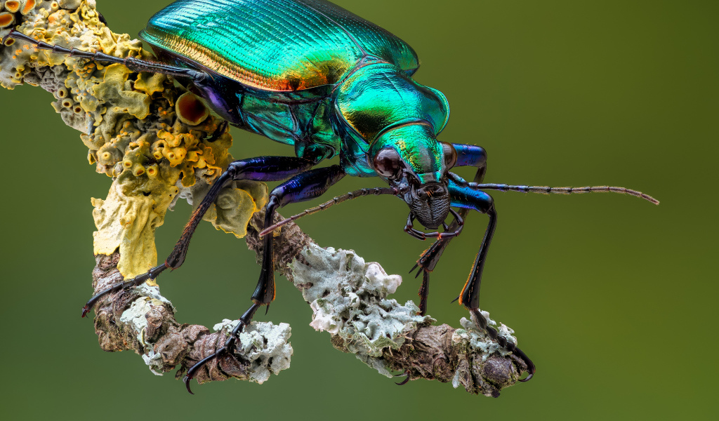 Яркий жук Красотел на ветке крупным планом