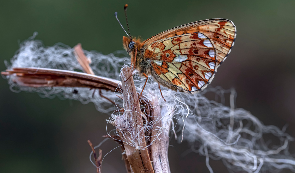 Коричневая бабочка на ветке крупным планом