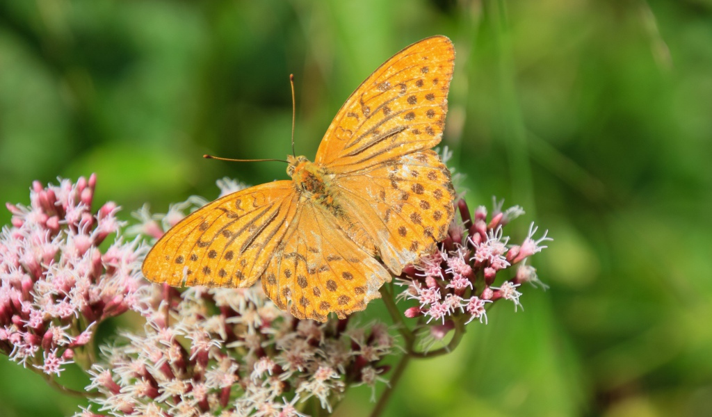 Коричневая бабочка на растении с маленькими розовыми цветами 