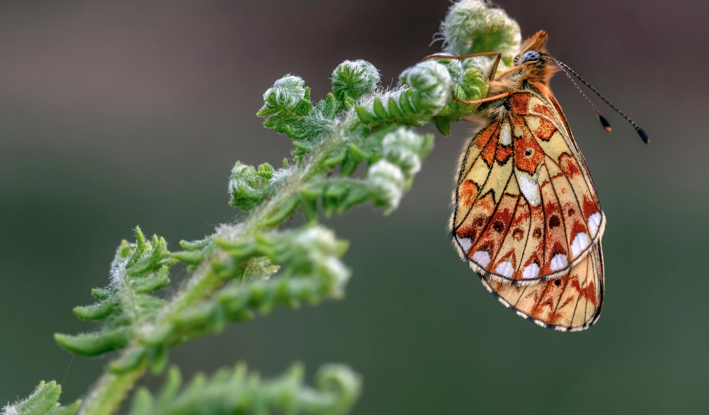 Коричневая бабочка на зеленом цветке папоротника 