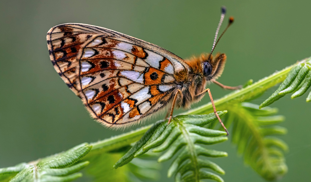 Коричневая бабочка сидит на зеленом листе 