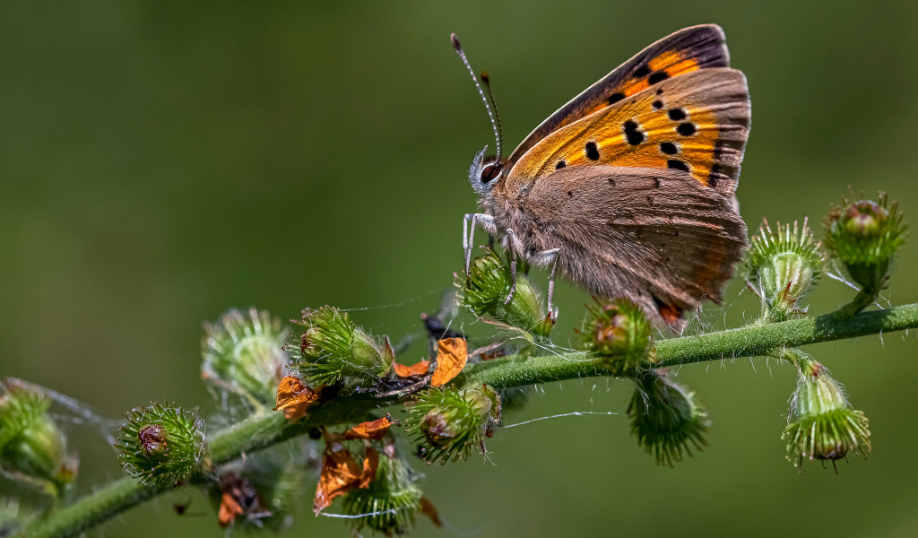 Коричневая бабочка сидит на колючем растении