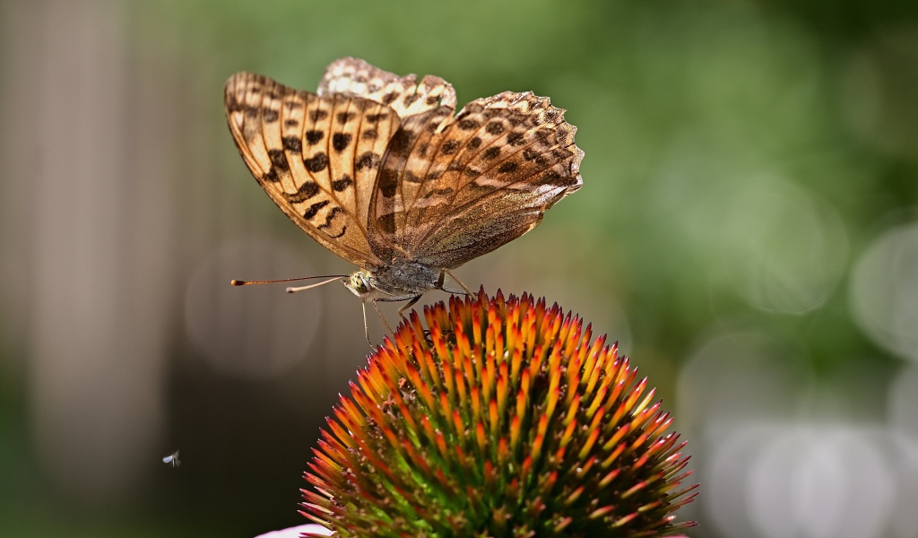 Коричневая бабочка сидит на цветке эхинацеи 