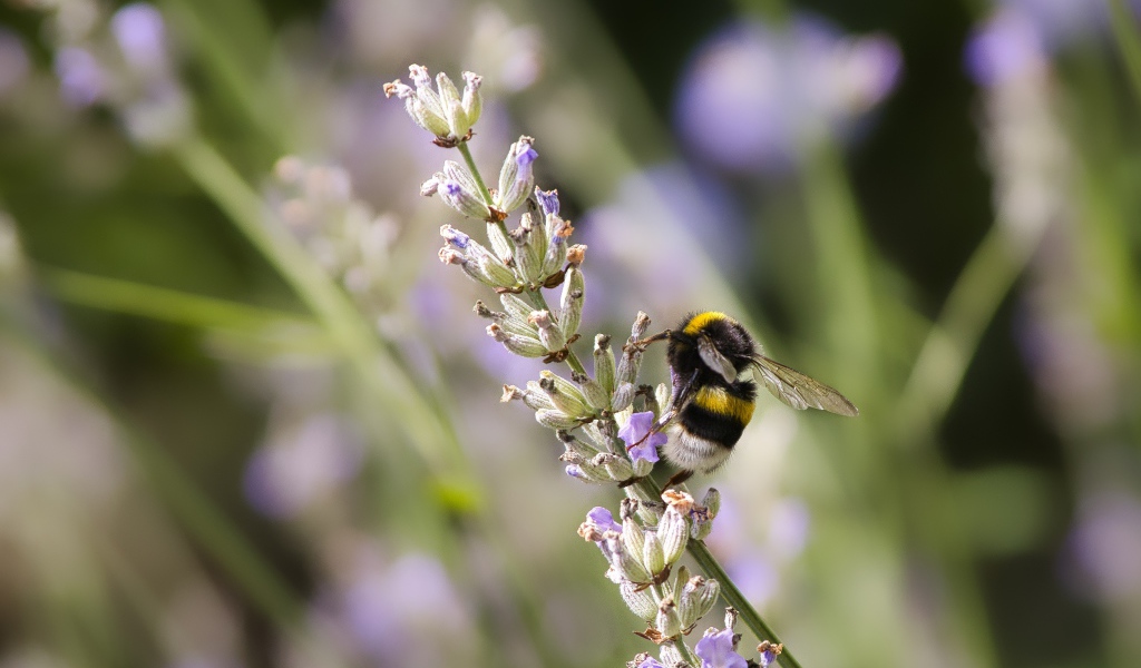 Шмель сидит на ветке лаванды