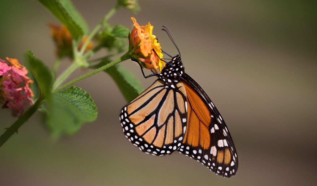 Бабочка сидит на оранжевом цветке крупным планом