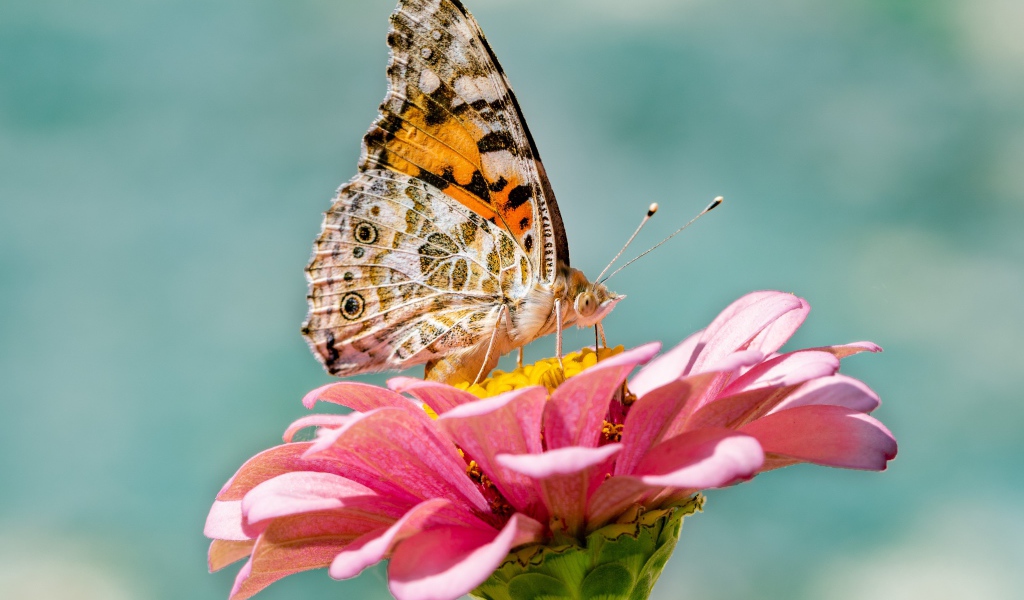 Бабочка сидит на розовом цветке циннии крупным планом