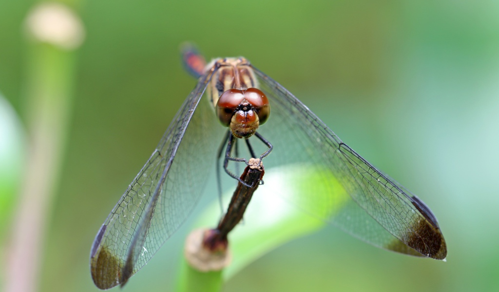 Стрекоза с прозрачными крыльями на ветке