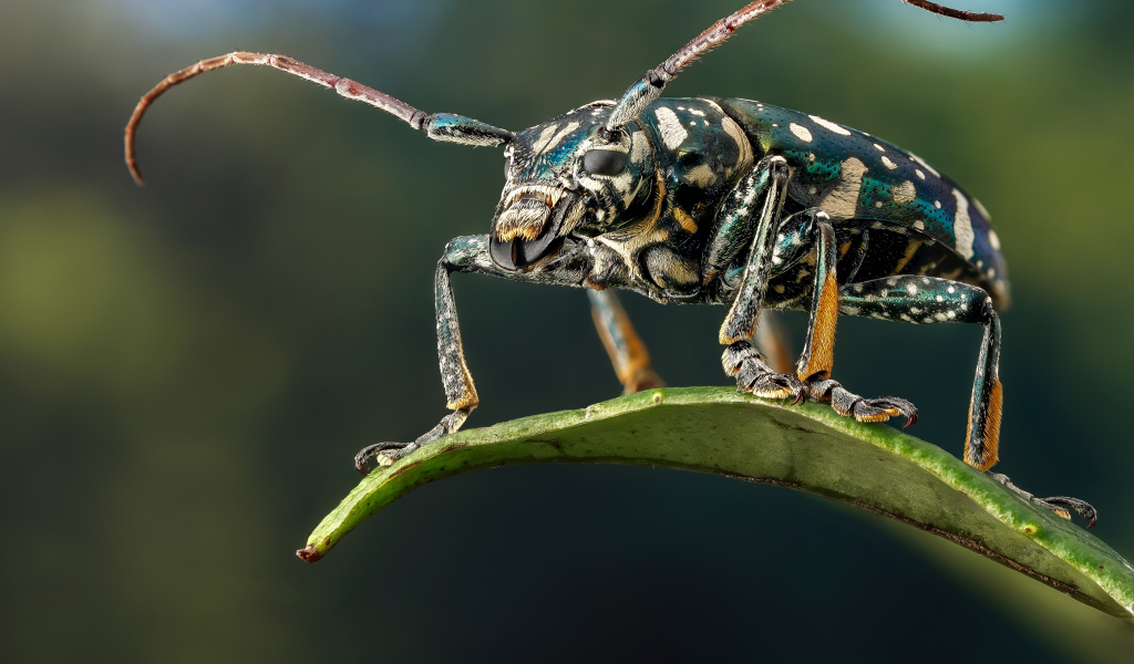 Жук Фаустабрина на зеленом листе крупным планом