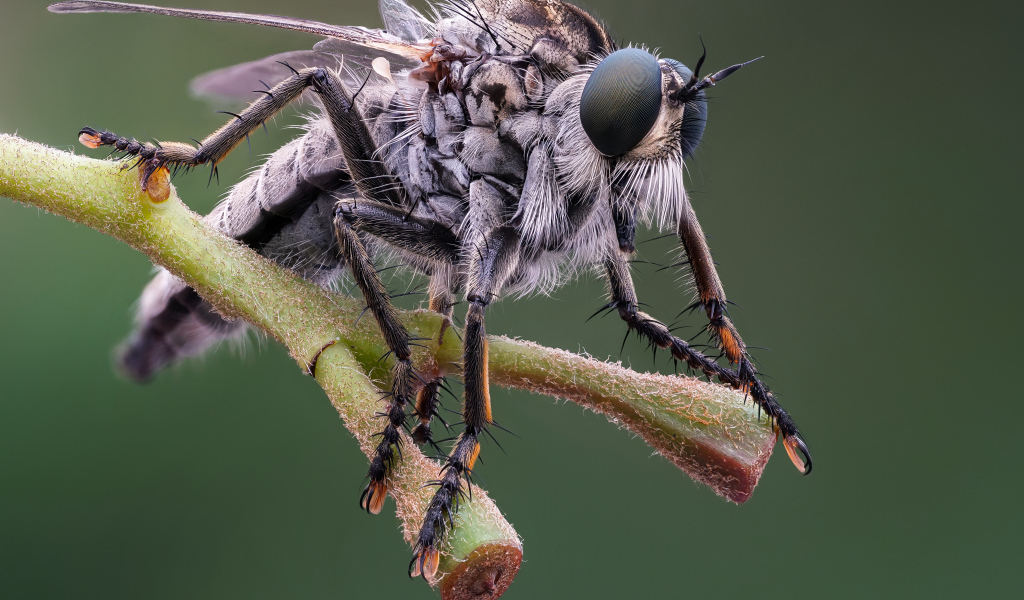 Муха крупным планом на ветке 