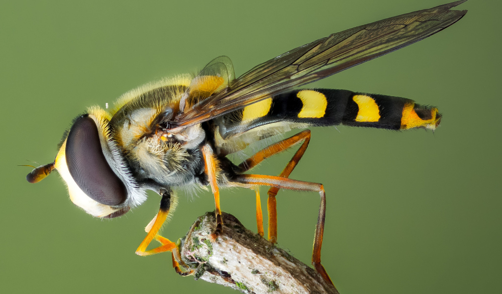 Муха журчалка на ветке крупным планом