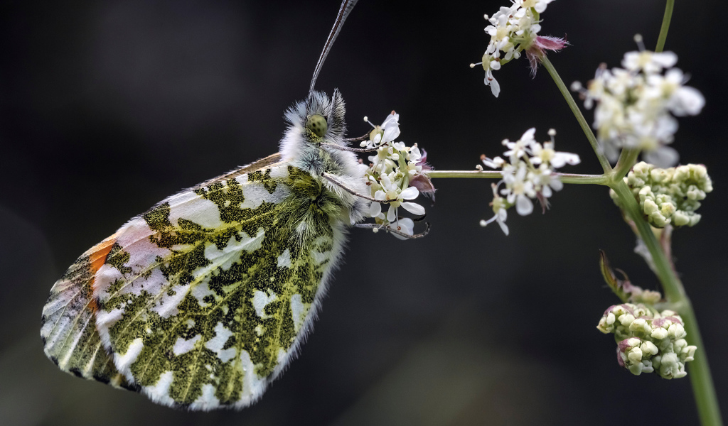 Зеленая бабочка сидит на  белом цветке 