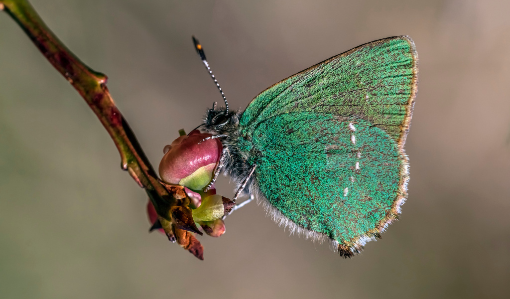 Зеленая бабочка сидит на ветке 
