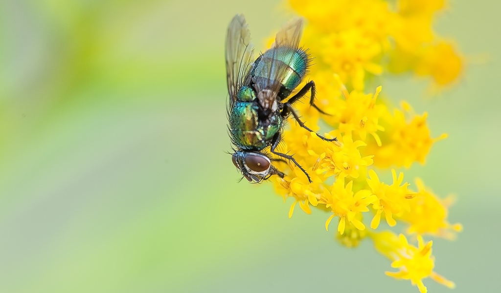 Зеленая муха сидит на желтом цветке