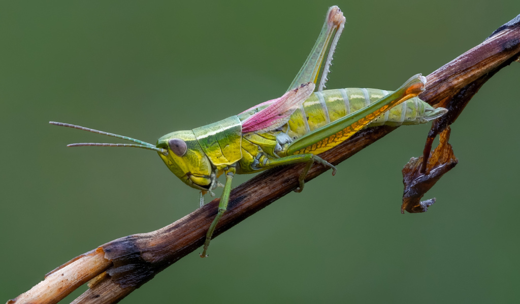 Зеленый кузнечик сидит на лозе винограда