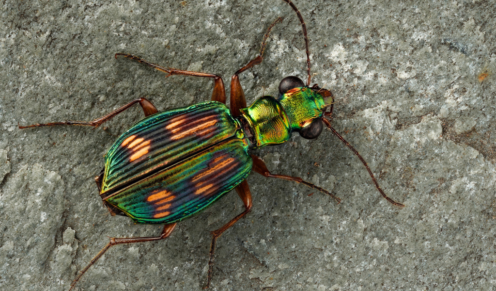 Большой бронзовый жук на серой стене 