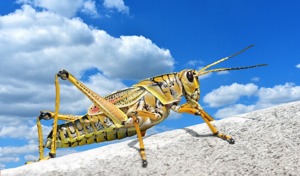 Большой кузнечик на камне на фоне голубого неба 