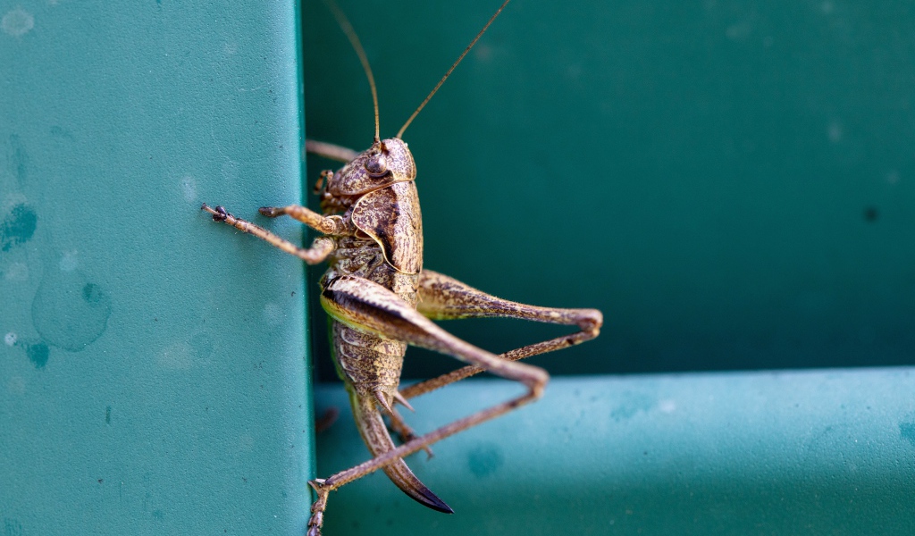 Большой кузнечик сидит на стене