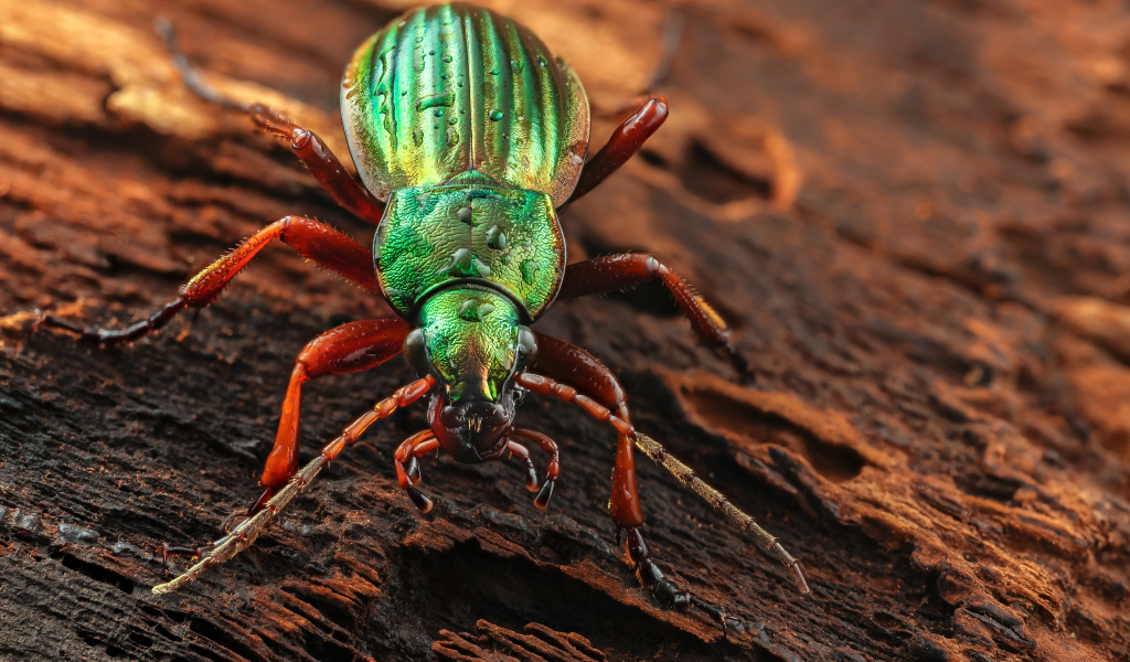 Большой зеленый жук Жужелица сидит на коряге
