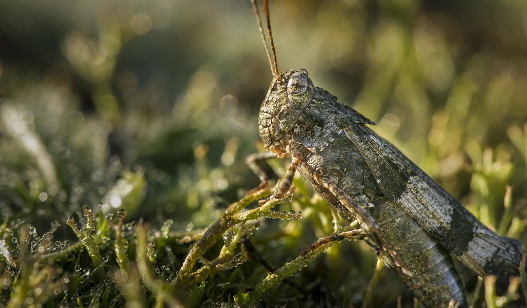 Большая зеленая саранча крупным планом