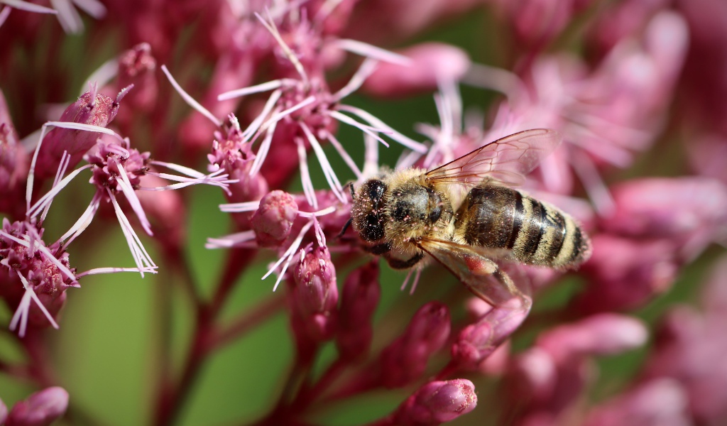 Маленькая пчела собирает нектар на розовом цветке