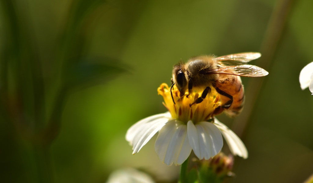 Маленькая пчела на белом цветке крупным планом