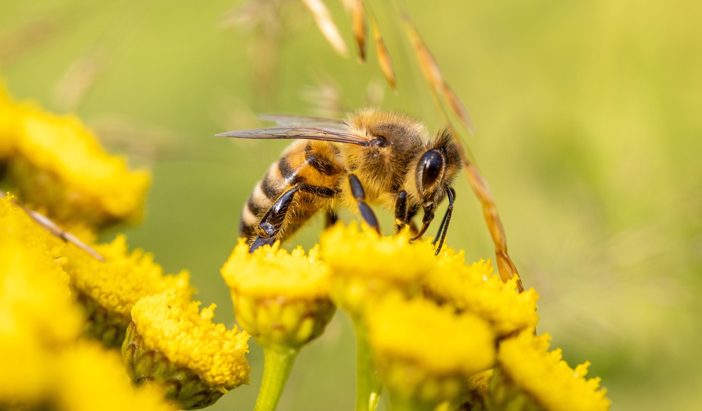 Маленькая пчела на желтом цветке пижмы