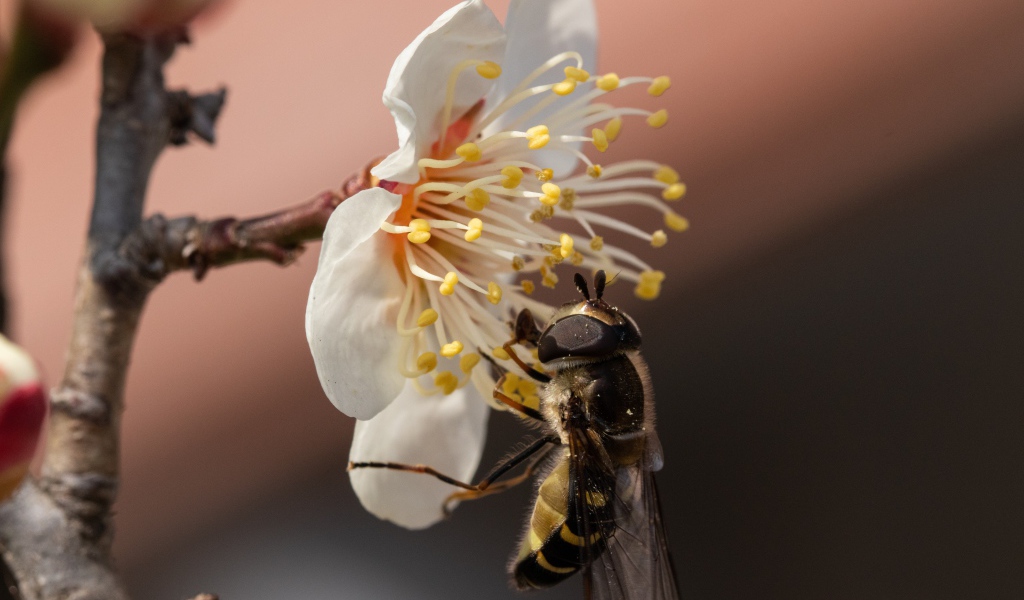Маленькая пчела сидит на белом цветке весной 