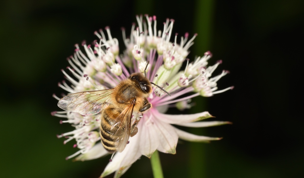 Маленькая пчела сидит на цветке