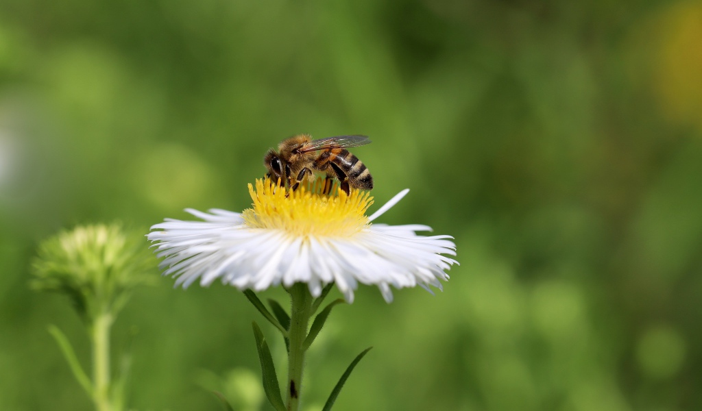 Маленькая пчела сидит на белом полевом цветке 