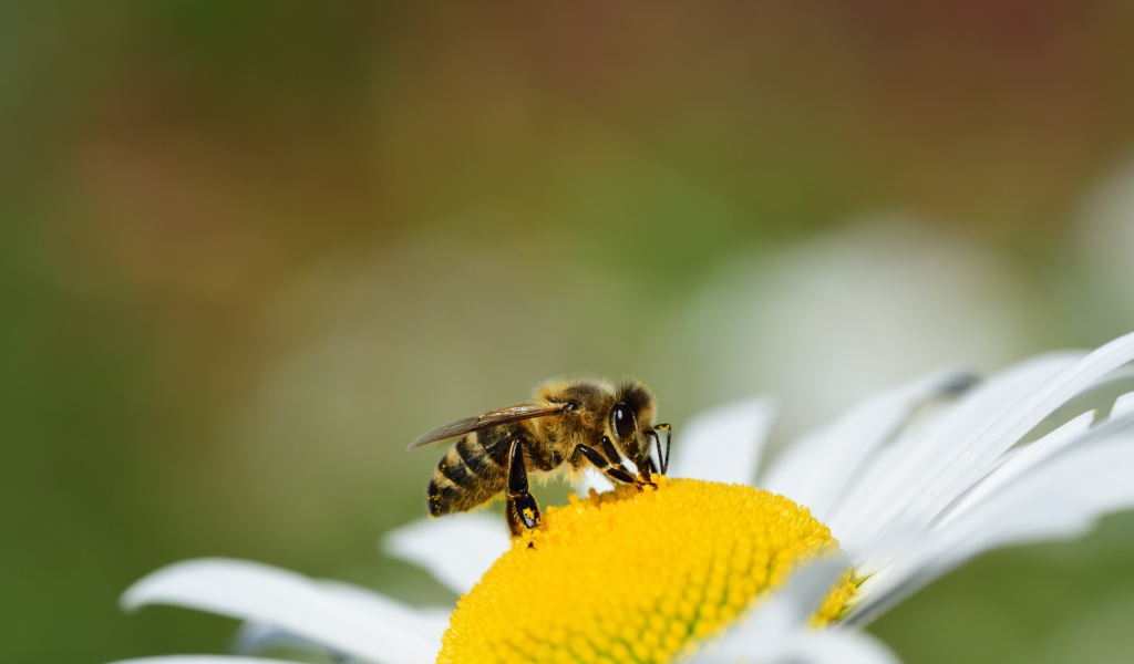 Маленькая пчела сидит на желтой середине ромашки 
